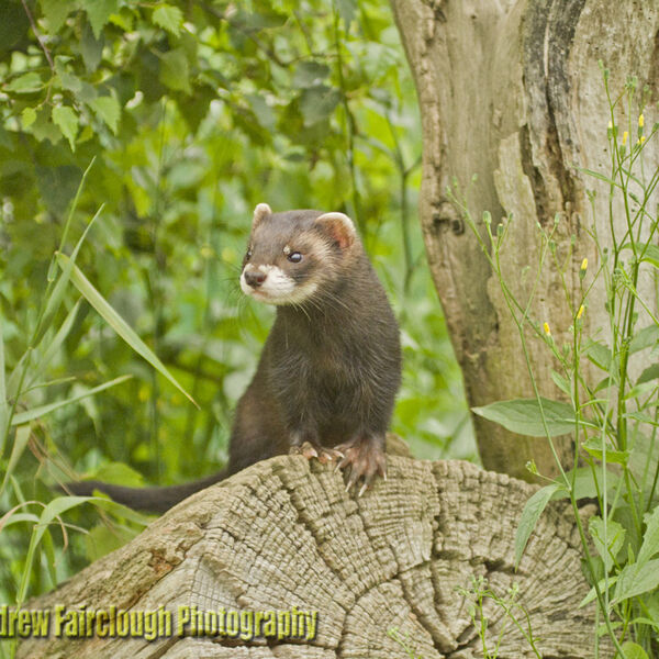 Juvenile Polecat (Mustela putorius)