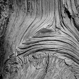 Bryce Canyon Contorted Pine