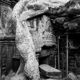 Cambodia Angkor Wat Tree Engulfing A Temple