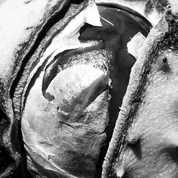 Emerging Horse Chestnut