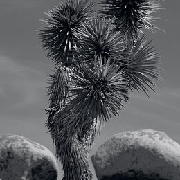 Joshua Tree