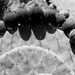Monaco Flowering Cactus