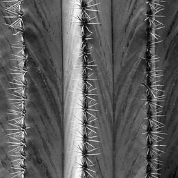 Ribbed Cactus