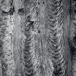 Sea of Cortez Rotting Cactus