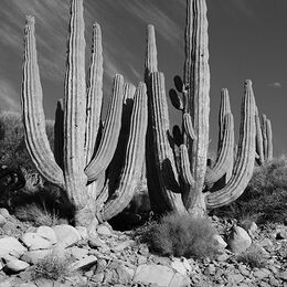 Sea of Cortez island Candelabra Cactus