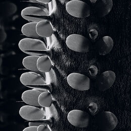 Sicilian Spiny Stem Detail