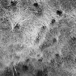 Weaver Bird Nest Tok Tokkie Trail Namibia