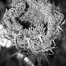 Wild Carrot Flower Emerging