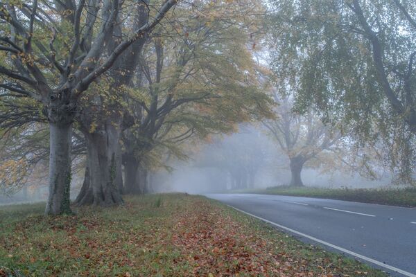Badbury Rings in Autumn