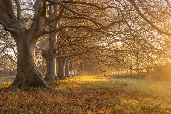 Badbury Rings Beech Trees