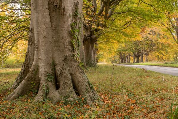 Badbury Rings Beech Trees