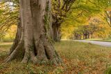 Badbury Rings Beech Trees