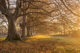 Badbury Rings Beech Trees