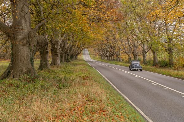 Badbury Rings Beech Trees