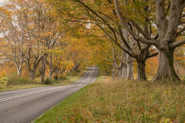 Badbury Rings Beech Trees