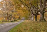 Badbury Rings Beech Trees