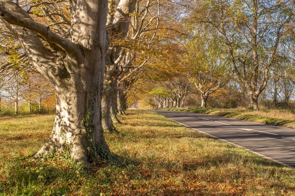 Badbury Rings Beech Trees