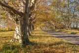 Badbury Rings Beech Trees