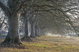 Beech Trees at Badbury Rings