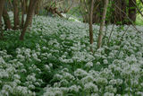 Wild Garlic