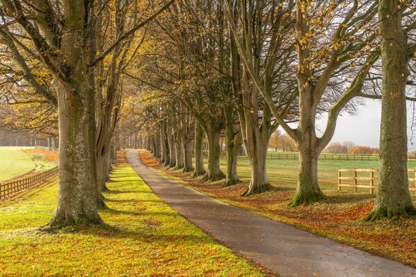 Hinton St Mary Avenue