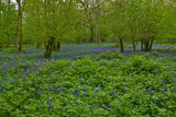 Bluebells