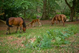 New Forest Ponies