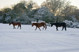 New Forest Ponies
