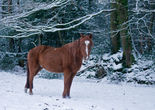 New Forest Pony