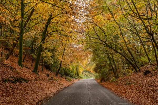 Yellowham Hill Autumn Colours