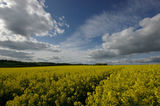 Rapeseed Field