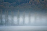 Trees in the Mist