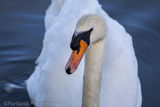 Swan