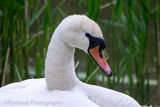 Swan