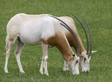 Scimitar Horned Oryx