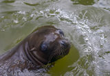 Sealion