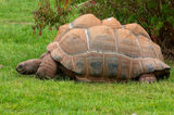 Aldabra giant tortoise