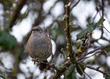 Dunnock