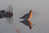 Bar-Tailed Godwit
