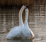 A Pair of Swans