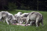 Pack Of Hungry Wolves