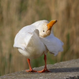 My Heads On Upside Down