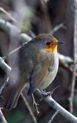 Robin