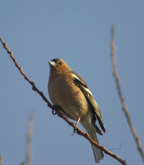 Chaffinch