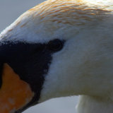 Mute Swan (Cygnus olor)