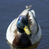 Mallard Duck (Anas platyrhynchos)