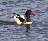 Shelduck