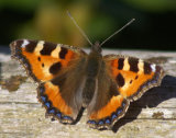 Red Admiral
