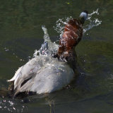 Pochard Duck