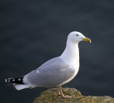 Herring Gull